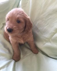 funny Goldendoodle Puppies
