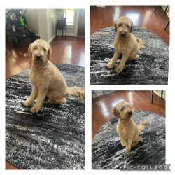 F1B Goldendoodle Rehome- 1 year old Boy Jaxx
