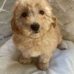 Goldendoodle Pups For Adoption: Now Text Us At:xxx-xxx-xxxx