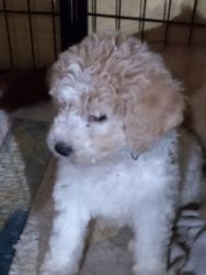 Goldendoodle/labradoodle puppies for sale