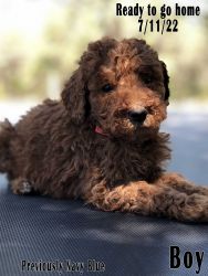 GoldenDoodle puppies available
