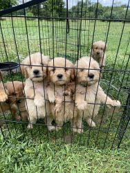 7 Goldendoodle puppies for sale vet checked first shots and dewormed