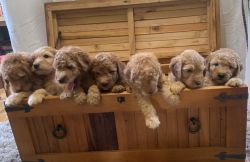 Beautiful F2B Mini Goldendoodle Puppies