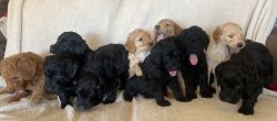 Adorable F1B Goldendoodle Puppies