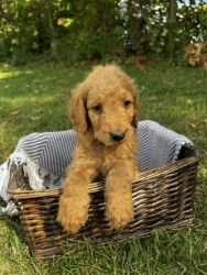 Goldendoodle male puppy