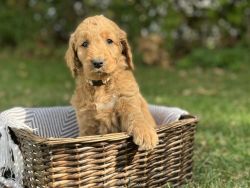 Goldendoodle male Dax