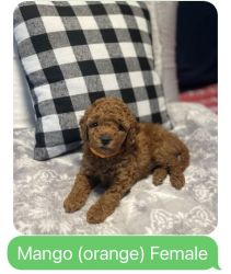 Mini Goldendoodle Puppy for sale