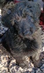 Gorgeous F2B Goldendoodle puppy