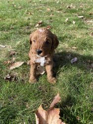 Mini Goldendoodles puppies- ready for their forever home by December 3