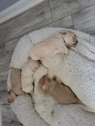 Toy Goldendoodle Puppies