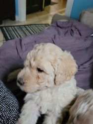 Goldendoodle mix with aussiedoodle