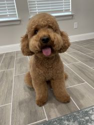 F1BB Mini-Goldendoodle | Obedience Trained