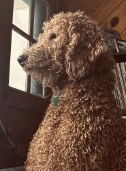1yr old Goldendoodle to rehome
