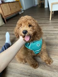Rehoming sweet 13 week old Goldendoodle Puppy