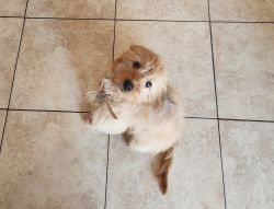 CUTE AND CUDDLY MINIATURE GOLDENDOODLE