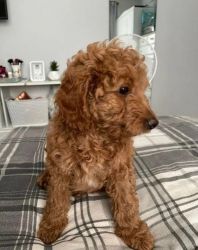 F1bb Mini Goldendoodle Pup (Health Tested)