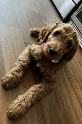 Golden Doodle for sell