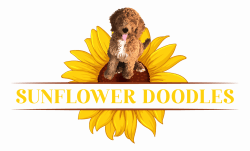 Bernedoodle and Goldendoodle puppies