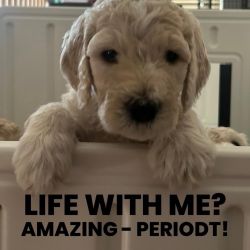 Standard Goldendoodle Puppies for Sale