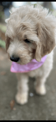 Goldendoodle puppy ready for her new home. Registered,UTD shots and d.