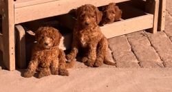 F1B Mini Golden Doodle Puppies