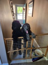 2 Goldendoodle Puppies - Male, Black Female, Silver