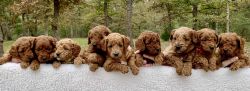 Mini goldendoodle puppies