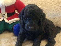 Frazier-male F1B Goldendoodle