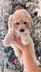 Mini Goldendoodles - Ready for Christmas!