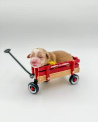 Mini Goldendoodle Puppies for Sale in Ohio