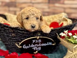 F1B Petite Toy Goldendoodle Hypoallergenic puppies