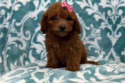 Loving Mini Goldendoodle puppies for good homes