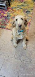 F2B Male Goldendoodle