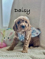 Daisy (F1B Goldendoodle Puuppy)