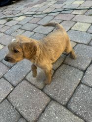 GoldenDoodle Puppies Looking for the PERFECT Home!