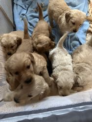 Smart and sassy 3/4 Golden retriever 1/4 Goldendoodle Puppies