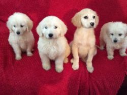 Beautiful F1 Goldendoodles For Sale