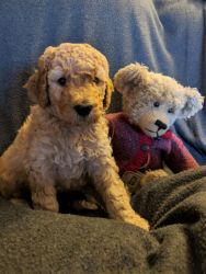 CKC Red F1B Goldendoodle Puppies