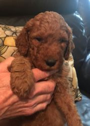 Mini red and apricot with white goldendoodle puppies