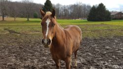 6 yr old mare