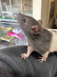 Baby Rats (4)