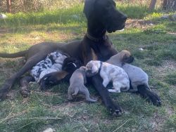 Pure bred Great Dane puppies