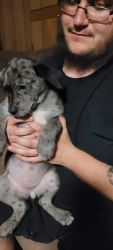 Mixed Great Dane puppies for sale