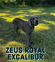 Royal Excalibur Great Dane Kennel Pupies