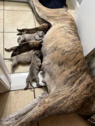 Get your Stunning Great Dane pup