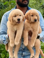 Top quality all breed available in pune
