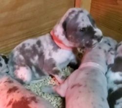 Great Dane Puppies Silver Merles