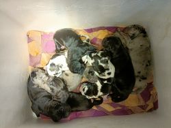 Great Dane 8 puppies 5 male 3 female
