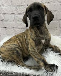 10 months BRINDAL Great dane male puppy is for sale