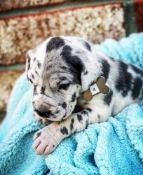 Astonishing Akc Great Dane Puppies Available.
